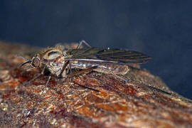 Sylvicola fuscatus / Ohne deutschen Namen / Fenstermcken - Anisopodidae / Ordnung: Zweiflgler - Diptera / Nematocera - Mcken