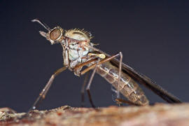 Sylvicola fuscatus / Ohne deutschen Namen / Fenstermcken - Anisopodidae / Ordnung: Zweiflgler - Diptera / Nematocera - Mcken