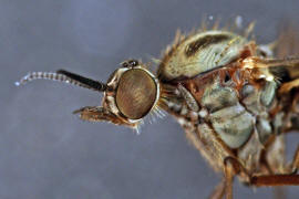 Sylvicola fuscatus / Ohne deutschen Namen / Fenstermcken - Anisopodidae / Ordnung: Zweiflgler - Diptera / Nematocera - Mcken