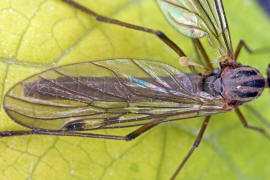 Sylvicola fuscatus / Ohne deutschen Namen / Fenstermcken - Anisopodidae / Ordnung: Zweiflgler - Diptera / Nematocera - Mcken