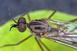 Sylvicola fuscatus / Ohne deutschen Namen / Fenstermcken - Anisopodidae / Ordnung: Zweiflgler - Diptera / Nematocera - Mcken