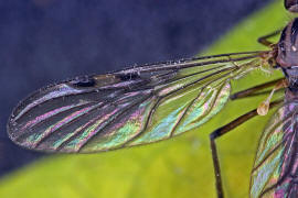 Sylvicola fuscatus / Ohne deutschen Namen / Fenstermcken - Anisopodidae / Ordnung: Zweiflgler - Diptera / Nematocera - Mcken