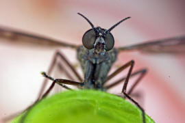 Sylvicola fuscatus / Ohne deutschen Namen / Fenstermcken - Anisopodidae / Ordnung: Zweiflgler - Diptera / Nematocera - Mcken