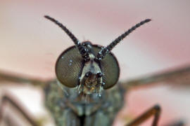 Sylvicola fuscatus / Ohne deutschen Namen / Fenstermcken - Anisopodidae / Ordnung: Zweiflgler - Diptera / Nematocera - Mcken