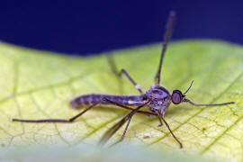 Sylvicola fuscatus / Ohne deutschen Namen / Fenstermcken - Anisopodidae / Ordnung: Zweiflgler - Diptera / Nematocera - Mcken