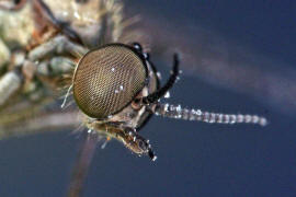 Sylvicola fuscatus / Ohne deutschen Namen / Fenstermcken - Anisopodidae / Ordnung: Zweiflgler - Diptera / Nematocera - Mcken