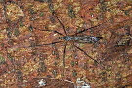 Tipula (Vestiplex) hortorum / Ohne deutschen Namen / Schnaken - Tipulidae / Ordnung: Zweiflgler - Diptera / Nematocera - Mcken