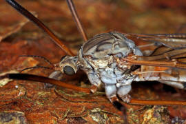 Tipula (Vestiplex) hortorum / Ohne deutschen Namen / Schnaken - Tipulidae / Ordnung: Zweiflgler - Diptera / Nematocera - Mcken