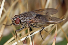 Helina evecta / Ohne deutschen Namen / Echte Fliegen - Muscidae / Brachycera - Fliegen / Ordnung: Diptera - Zweiflgler