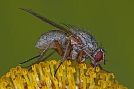 Helina lasiophthalma / Ohne deutschen Namen / Echte Fliegen - Muscidae / Brachycera - Fliegen / Ordnung: Diptera - Zweiflgler