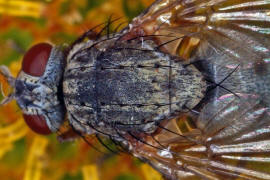 Helina lasiophthalma / Ohne deutschen Namen / Echte Fliegen - Muscidae / Brachycera - Fliegen / Ordnung: Diptera - Zweiflgler