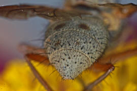 Helina lasiophthalma / Ohne deutschen Namen / Echte Fliegen - Muscidae / Brachycera - Fliegen / Ordnung: Diptera - Zweiflgler