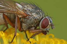 Helina lasiophthalma / Ohne deutschen Namen / Echte Fliegen - Muscidae / Brachycera - Fliegen / Ordnung: Diptera - Zweiflgler