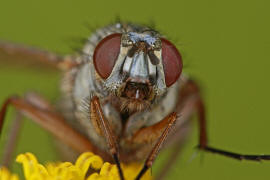 Helina lasiophthalma / Ohne deutschen Namen / Echte Fliegen - Muscidae / Brachycera - Fliegen / Ordnung: Diptera - Zweiflgler