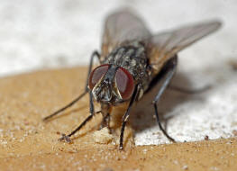 Musca domestica / Groe Stubenfliege / Echte Fliegen - Muscidae / Brachycera - Fliegen / Ordnung: Diptera - Zweiflgler
