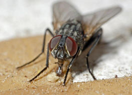 Musca domestica / Groe Stubenfliege / Echte Fliegen - Muscidae / Brachycera - Fliegen / Ordnung: Diptera - Zweiflgler