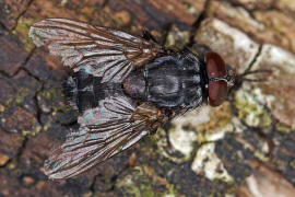 Muscina prolapsa / Kein deutscher Name bekannt / Echte Fliegen - Muscidae (Diptera)