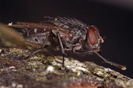 Muscina prolapsa / Kein deutscher Name bekannt / Echte Fliegen - Muscidae (Diptera)