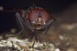 Muscina prolapsa / Kein deutscher Name bekannt / Echte Fliegen - Muscidae (Diptera)