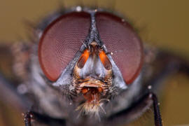 Muscina prolapsa / Kein deutscher Name bekannt / Echte Fliegen - Muscidae (Diptera)