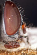 Muscina prolapsa / Kein deutscher Name bekannt / Echte Fliegen - Muscidae (Diptera)