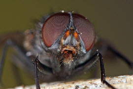 Muscina prolapsa / Kein deutscher Name bekannt / Echte Fliegen - Muscidae (Diptera)