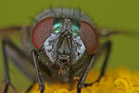 Neomyia cornicina / Kein deutscher Name / Echte Fliegen - Muscidae / Ordnung: Zweiflgler - Diptera / Fliegen - Brachycera