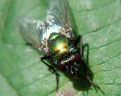 Neomyia cornicina / Kein deutscher Name / Echte Fliegen - Muscidae / Ordnung: Zweiflgler - Diptera / Fliegen - Brachycera
