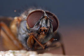 Phaonia subventa / Ohne deutschen Namen / Echte Fliegen - Muscidae / Ordnung: Zweiflgler - Diptera