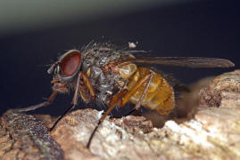 Phaonia subventa / Ohne deutschen Namen / Echte Fliegen - Muscidae / Ordnung: Zweiflgler - Diptera