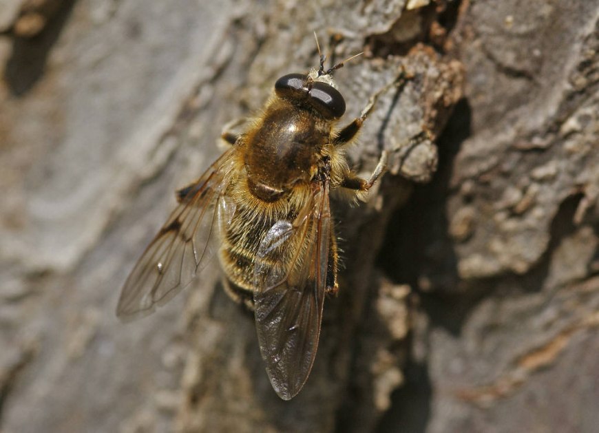 Brachypalpus valgus / Frühe Bienenschwebfliege (Weibchen) / Familie: Schwebfliegen - Syrphidae / Ordnung: Diptera - Zweiflügler