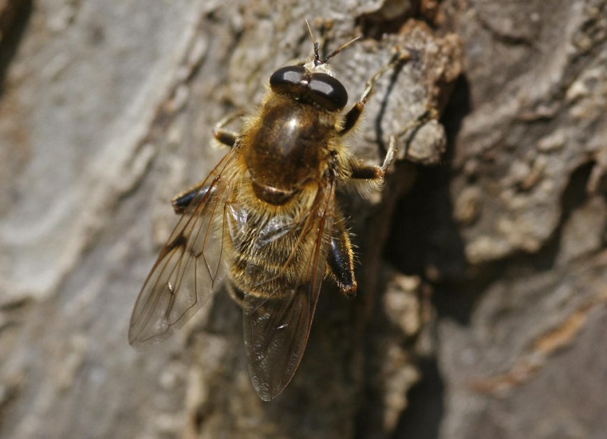 Brachypalpus valgus / Frühe Bienenschwebfliege (Weibchen) / Familie: Schwebfliegen - Syrphidae / Ordnung: Diptera - Zweiflügler