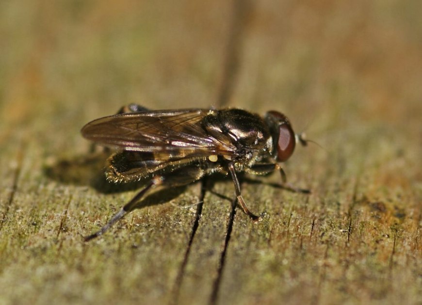 Chalcosyrphus nemorum / Kurze Langbauchschwebfliege (syn. Xylota nemorum) / Schwebfliegen - Syrphidae / Ordnung: Zweiflügler - Diptera / Fliegen - Brachycera