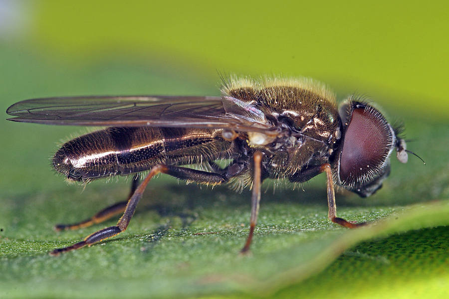 Cheilosia mutabilis / Ohne deutschen Namen / Schwebfliegen - Syrphidae / Ordnung: Zweiflügler - Diptera / Fliegen - Brachycera