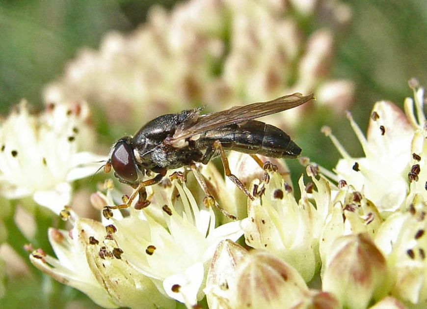 Cheilosia soror / Ohne deutschen Namen / Schwebfliegen - Syrphidae / Ordnung: Zweiflügler - Diptera / Fliegen - Brachycera