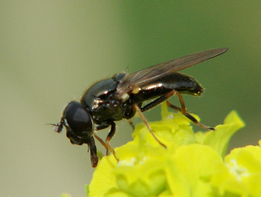 Cheilosia vernalis  / Frühlings-Erzschwebfliege / Schwebfliegen - Syrphidae / Ordnung: Zweiflügler - Diptera / Fliegen - Brachycera