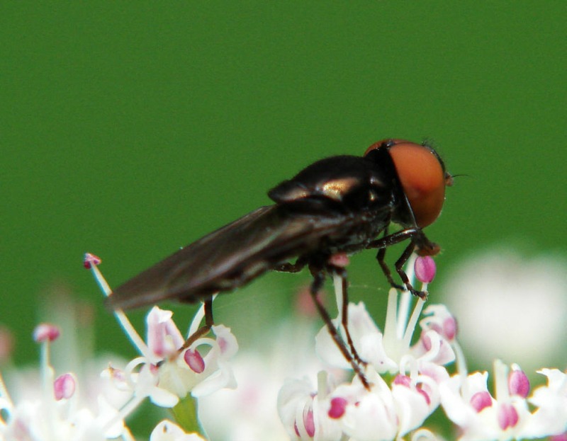 Chrysogaster solstitialis / Gemeine Smaragdschwebfliege / Schwebfliegen - Syrphidae / Ordnung: Zweiflügler - Diptera / Fliegen - Brachycera