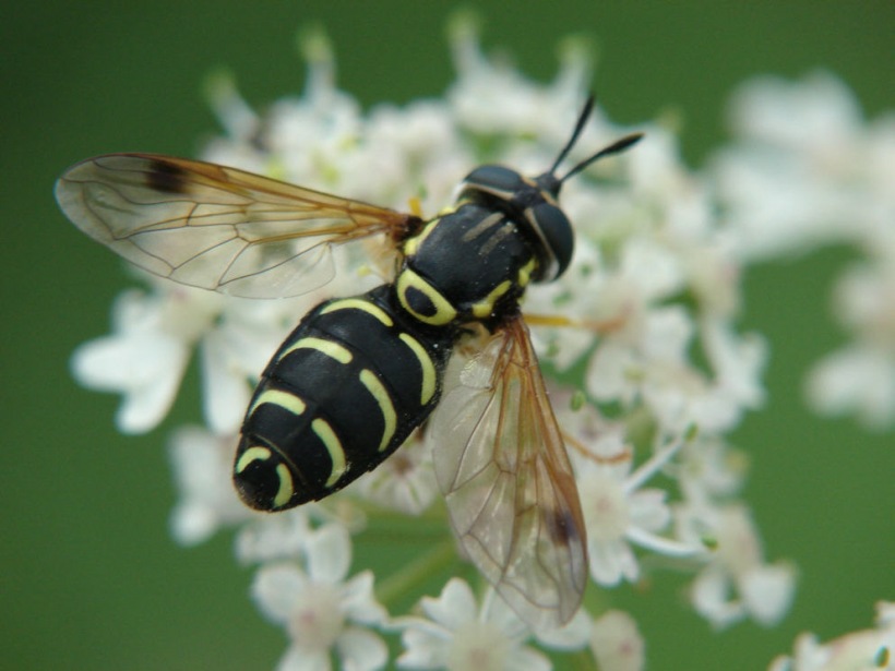 Chrysotoxum arcuatum (syn. C. festivum) / Späte Wespenschwebfliege / Schwebfliegen - Syrphidae / Ordnung: Zweiflügler - Diptera / Fliegen - Brachycera
