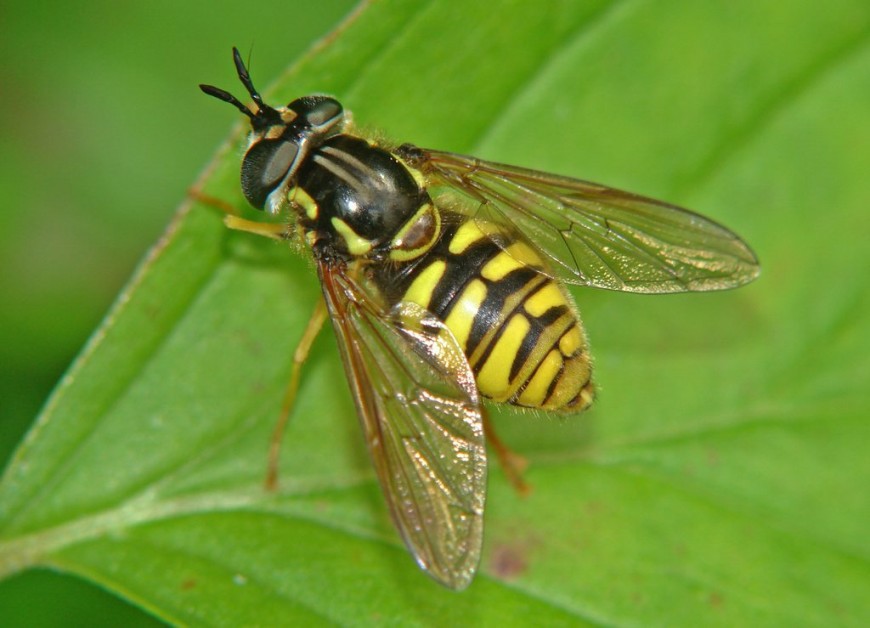 Chrysotoxum verralli / Verrall's Wespenschwebfliege / Schwebfliegen - Syrphidae / Ordnung: Zweiflügler - Diptera / Fliegen - Brachycera