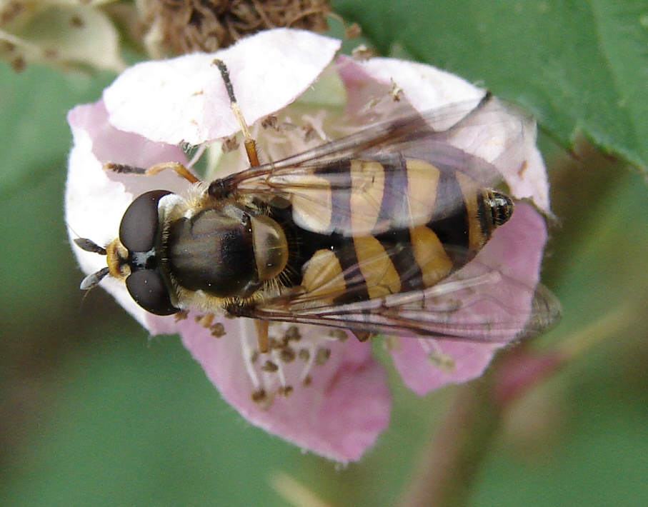 Didea fasciata / Gelbe Breitbauchschwebfliege / Schwebfliegen - Syrphidae / Ordnung: Zweiflügler - Diptera / Fliegen - Brachycera