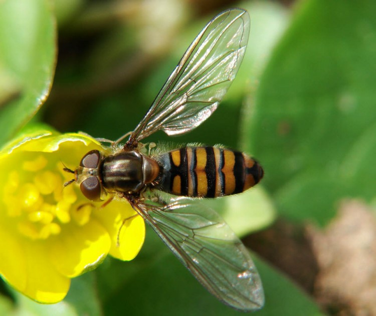 Episyrphus balteatus / Hain-Schwebfliege / Winterschwebfliege / Familie: Schwebfliegen - Syrphidae / Ordnung: Diptera - Zweiflügler