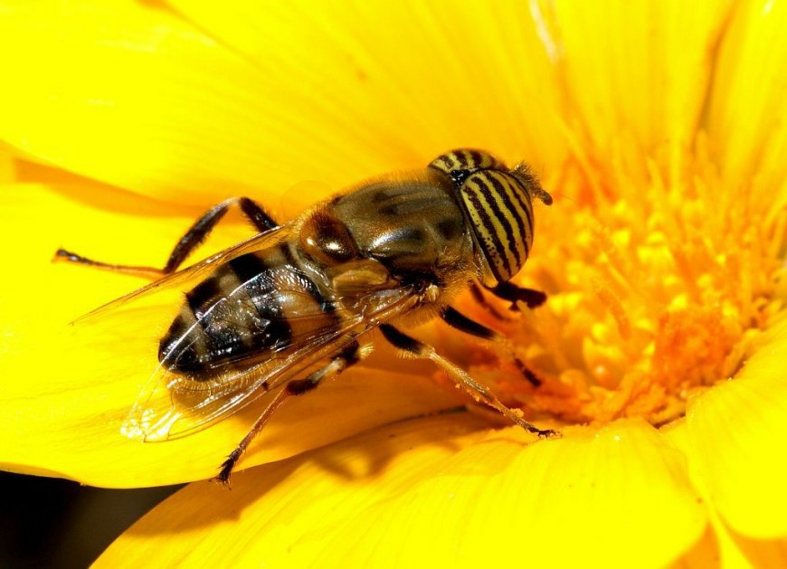Eristalinus taeniops / Kein deutscher Name bekannt / Schwebfliegen - Syrphidae / Ordnung: Zweiflügler - Diptera / Fliegen - Brachycera