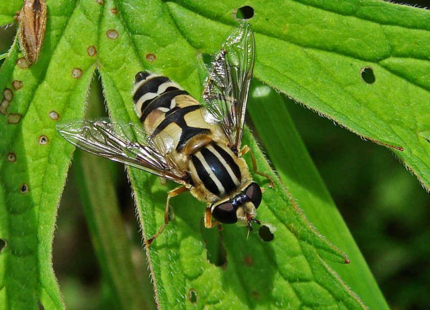 Helophilus trivittatus / Große Sumpfschwebfliege / Schwebfliegen - Syrphidae / Ordnung: Zweiflügler - Diptera / Fliegen - Brachycera
