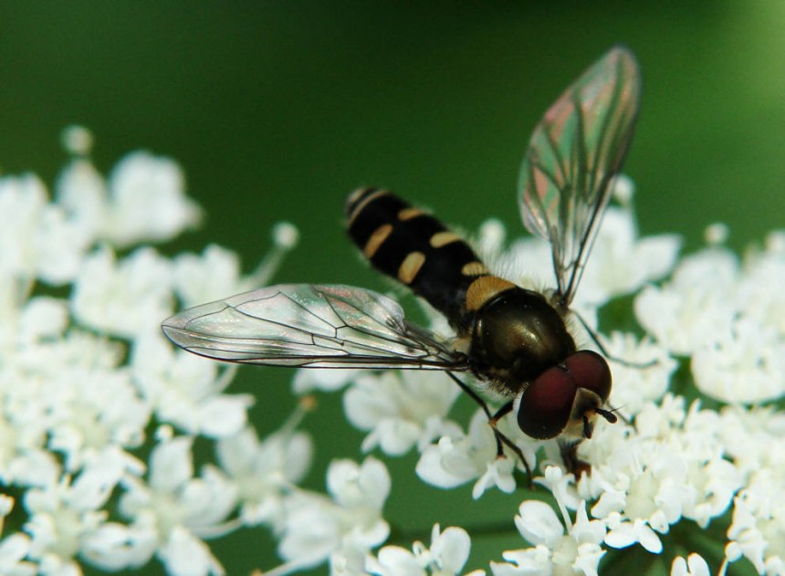 Melangyna labiatarum / Breitkopf-Frühlingsschwebfliege / Schwebfliegen - Syrphidae / Ordnung: Zweiflügler - Diptera / Fliegen - Brachycera