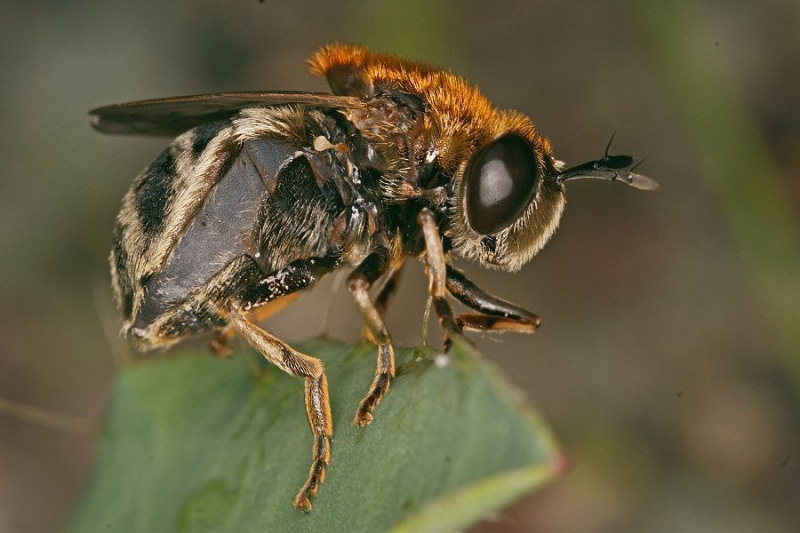 Microdon mutabilis / "Ameisen-Schwebfliege" / Schwebfliegen - Syrphidae / Ordnung: Zweiflügler - Diptera / Fliegen - Brachycera