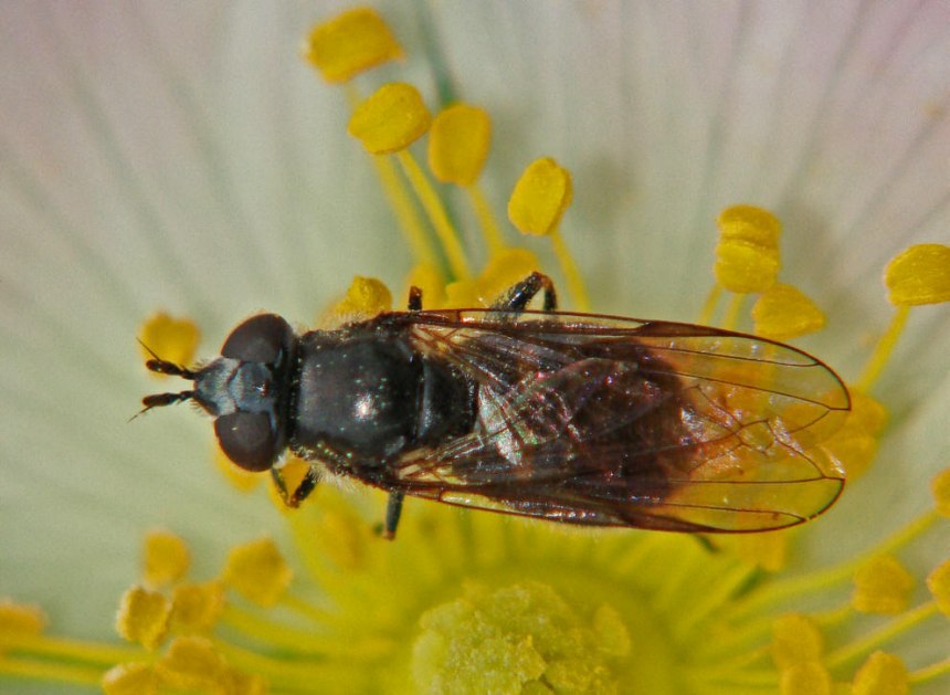 Pipiza noctiluca / Zweifleck-Waldrandschwebfliege / Schwebfliegen - Syrphidae / Ordnung: Zweiflügler - Diptera / Fliegen - Brachycera