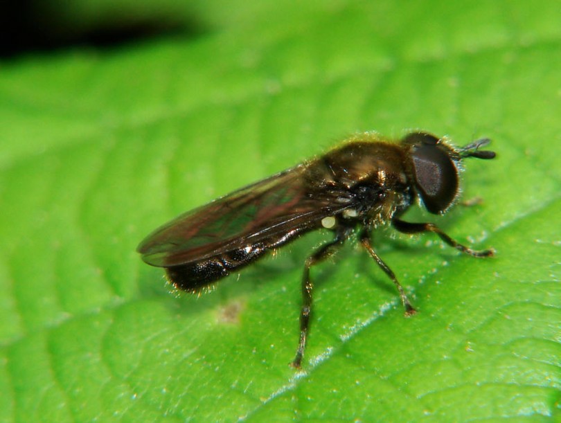 Pipizella virens / Ohne deutschen Namen / Schwebfliegen - Syrphidae / Ordnung: Zweiflügler - Diptera / Fliegen - Brachycera