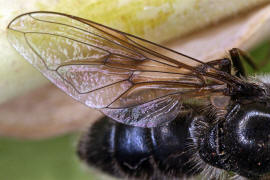 Cheilosia caerulescens / Gänsedistel-Erzschwebfliege / Schwebfliegen - Syrphidae / Ordnung: Zweiflügler - Diptera / Fliegen - Brachycera