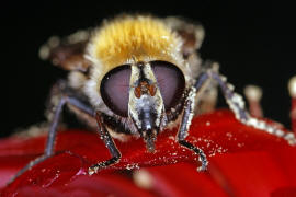 Criorhina berberina f. oxyacanthae / Gelbhaarige Hummelschwebfliege / Schwebfliegen - Syrphidae / Ordnung: Zweiflügler - Diptera / Fliegen - Brachycera