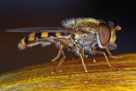 Epistrophella euchroma (syn. Epistrophe euchroma) / Ohne deutschen Namen / Schwebfliegen - Syrphidae / Ordnung: Diptera - Zweiflügler